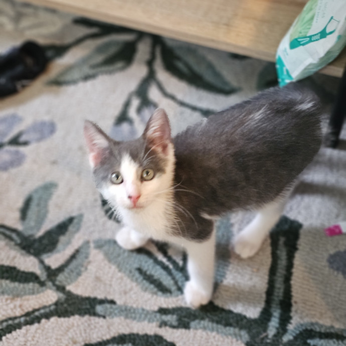 Experienced Cat Sitter  Former Foster