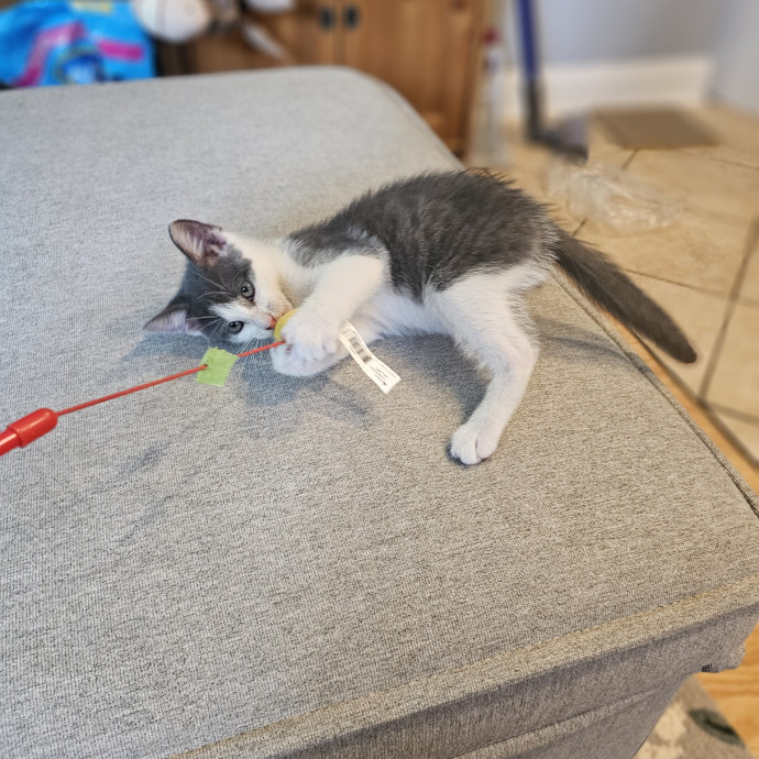 Experienced Cat Sitter  Former Foster