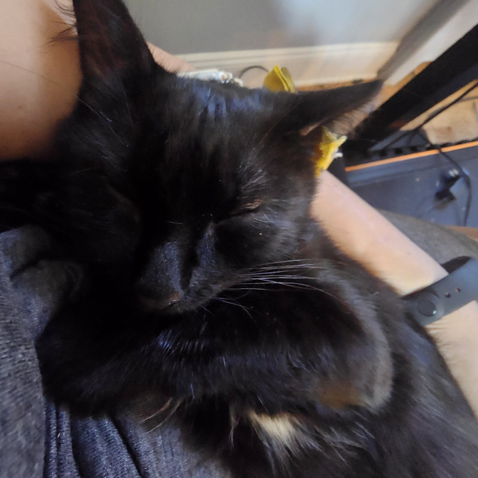 Experienced Cat Sitter  Former Foster