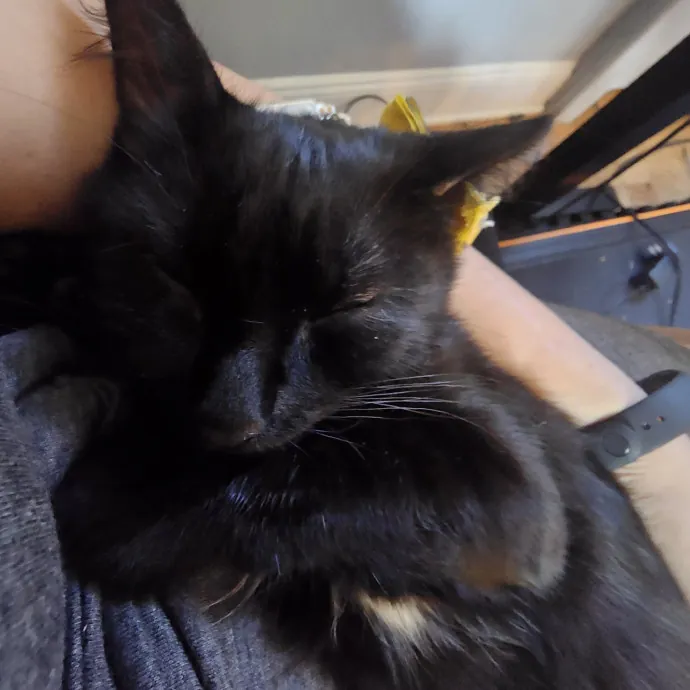 Experienced Cat Sitter  Former Foster