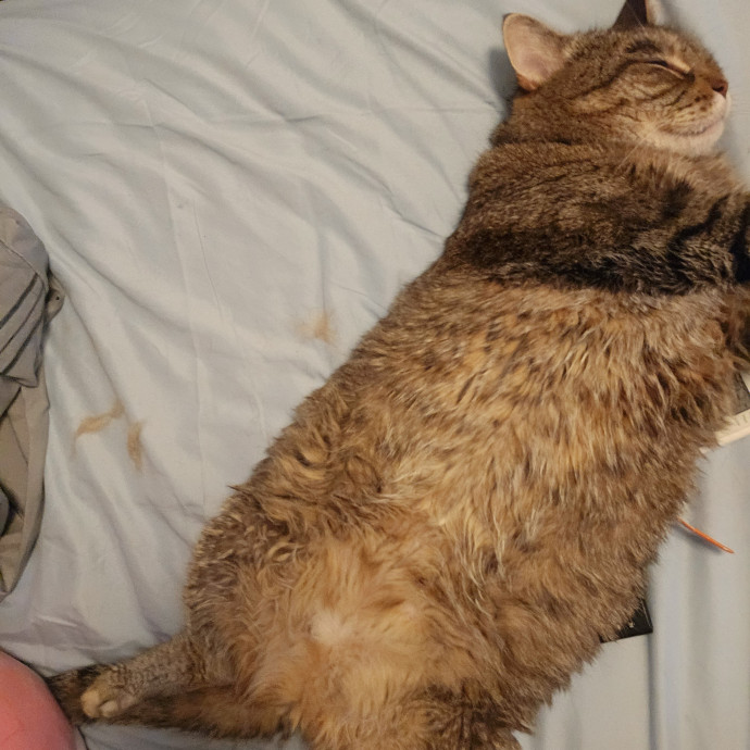 Experienced Cat Sitter  Former Foster