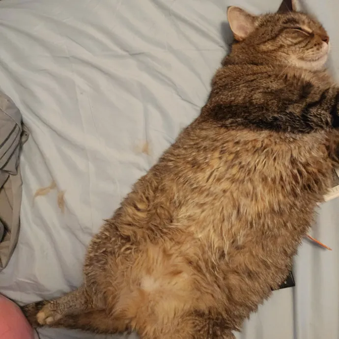 Experienced Cat Sitter  Former Foster