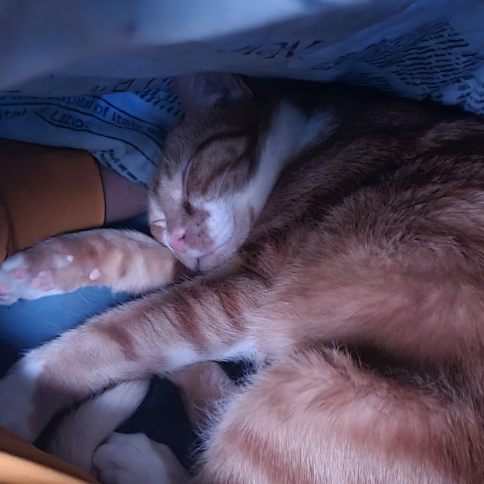 Experienced Cat Sitter  Former Foster photo 3