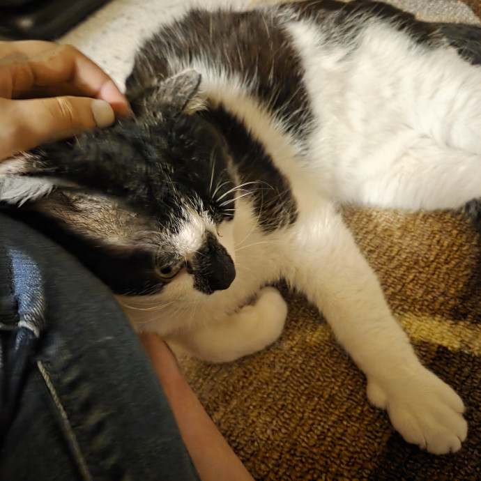 Experienced Cat Sitter  Former Foster photo 2
