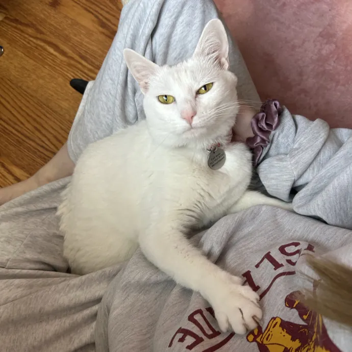 Loving Care For Every Kitty Personality