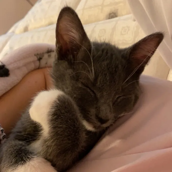 Loving Care For Every Kitty Personality