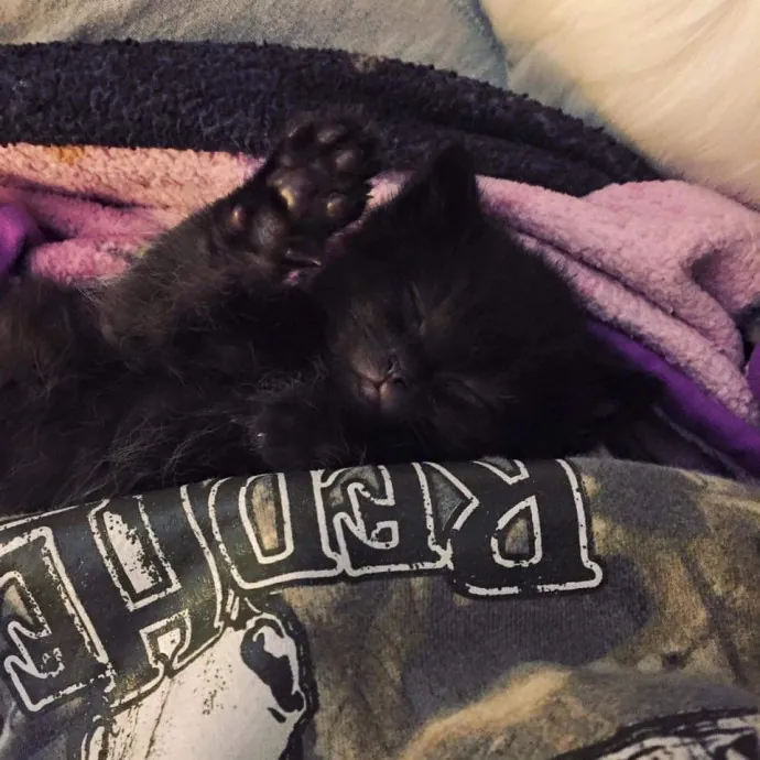 Loving Care For Every Kitty Personality