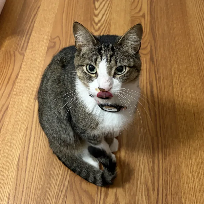 Loving Care For Every Kitty Personality