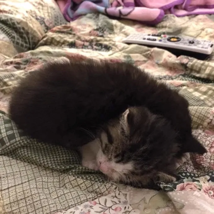 Loving Care For Every Kitty Personality