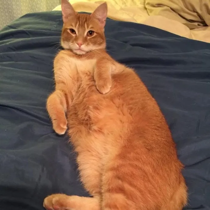 Loving Care For Every Kitty Personality