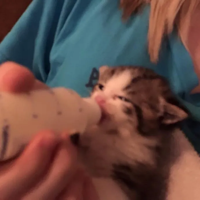 Loving Care For Every Kitty Personality