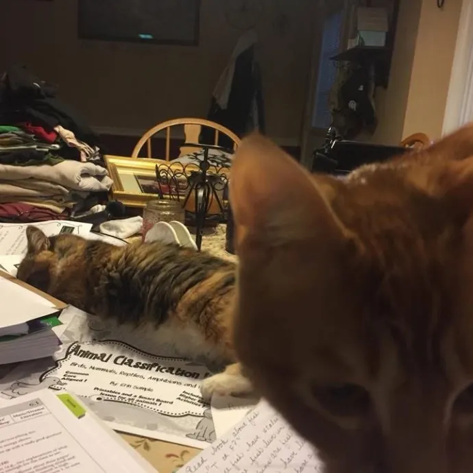 Loving Care For Every Kitty Personality photo 3