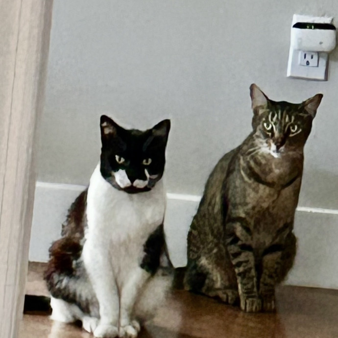 Loving And Trusting Cat Sitter