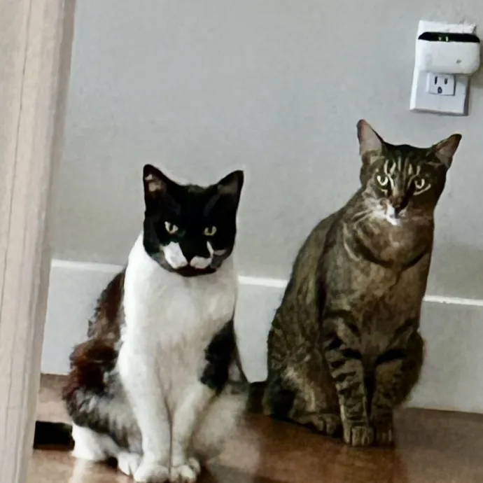 Loving And Trusting Cat Sitter