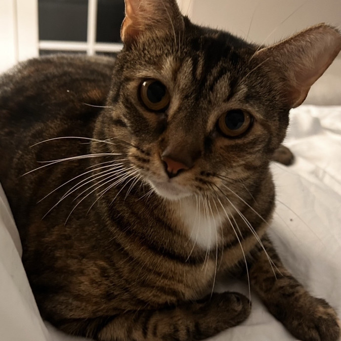 Loving And Trusting Cat Sitter