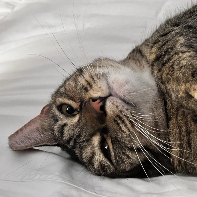 Loving And Trusting Cat Sitter