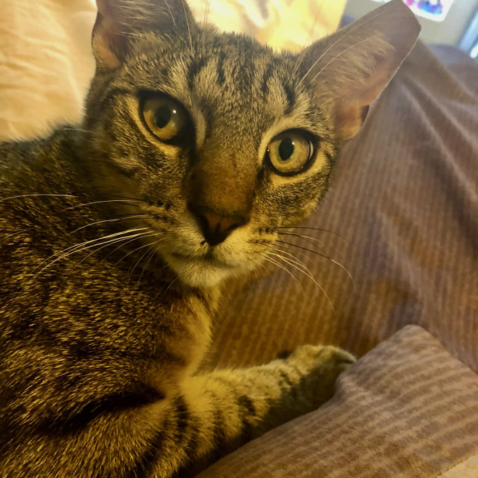 Loving And Trusting Cat Sitter photo 3