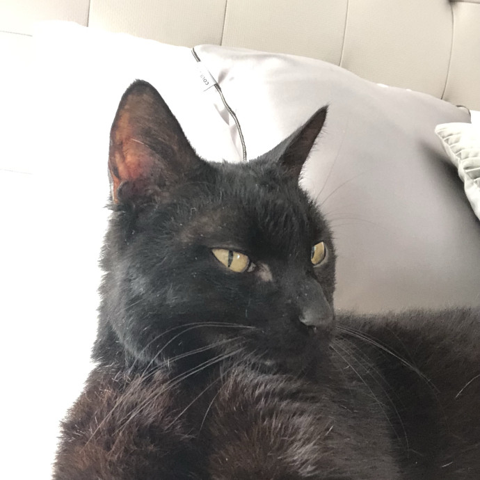 Loving And Trusting Cat Sitter photo 2