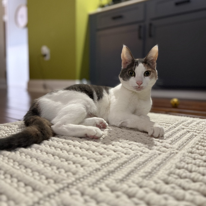 Mindful Approach To Cat Care