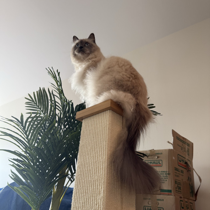 Mindful Approach To Cat Care photo 3