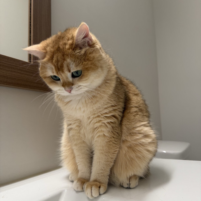 Mindful Approach To Cat Care photo 2