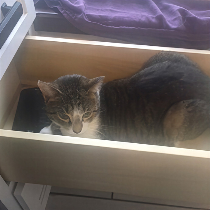 Jean Loves Your Feline Friends