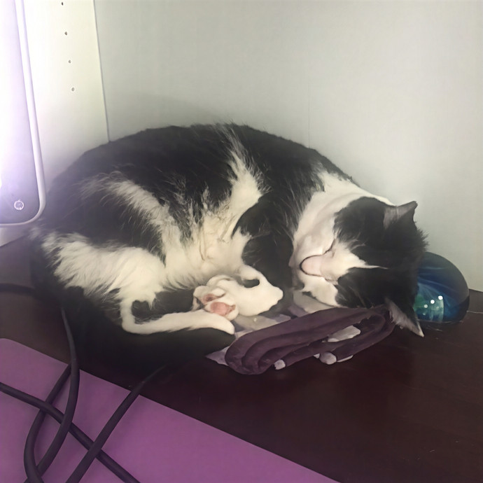 Jean Loves Your Feline Friends photo 3