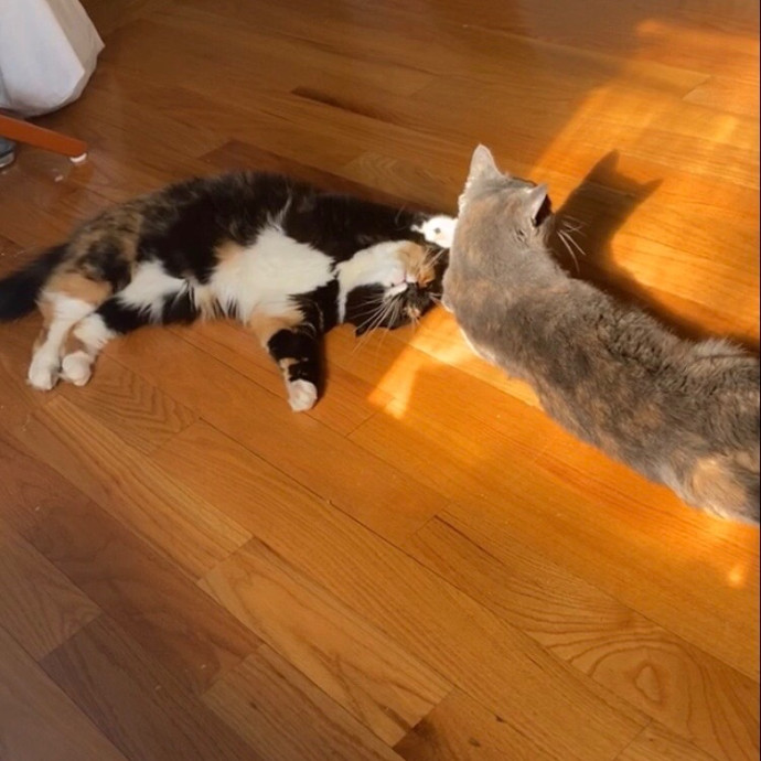 Jac's Cat Sitting