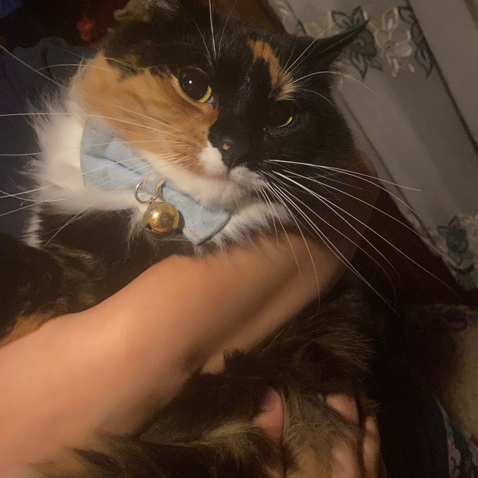 Jac's Cat Sitting