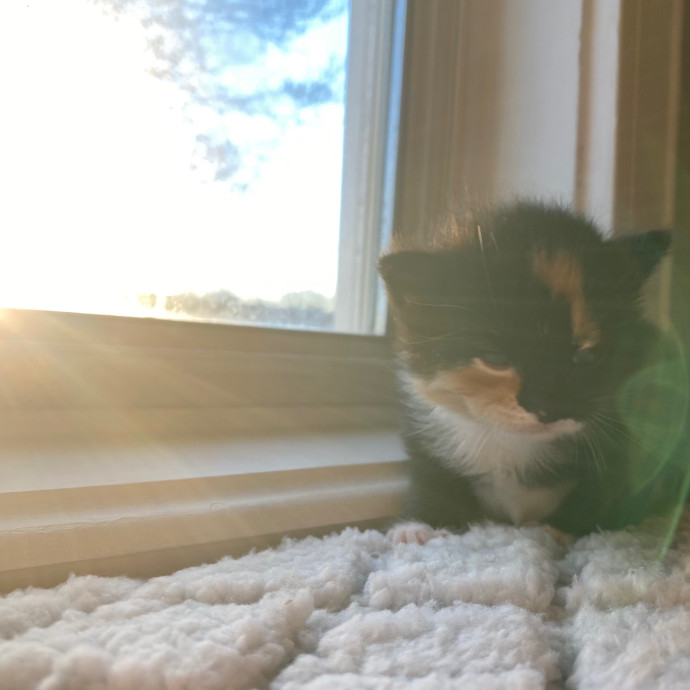 Jac's Cat Sitting