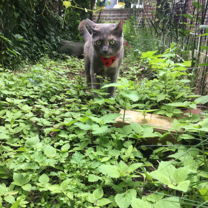 Jac's Cat Sitting