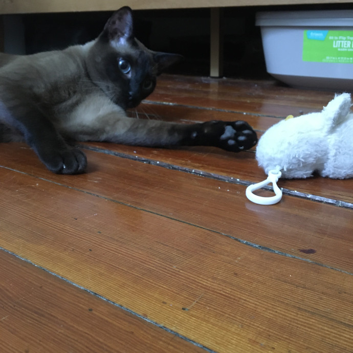 Jac's Cat Sitting