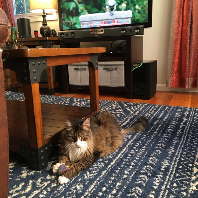 Jac's Cat Sitting