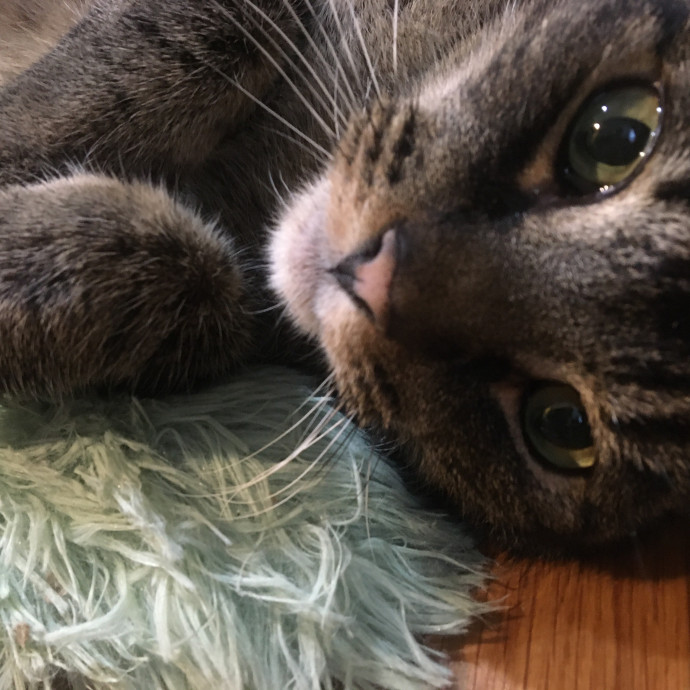 Jac's Cat Sitting