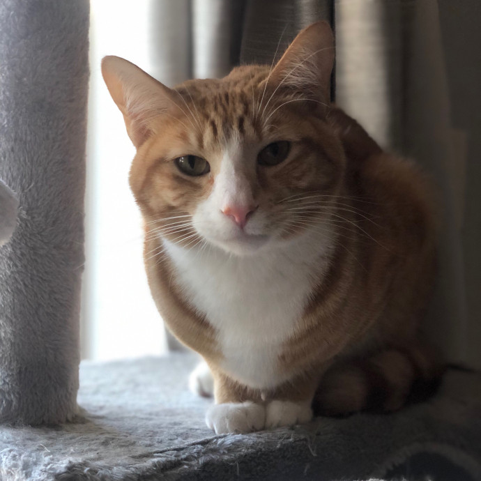 Jac's Cat Sitting