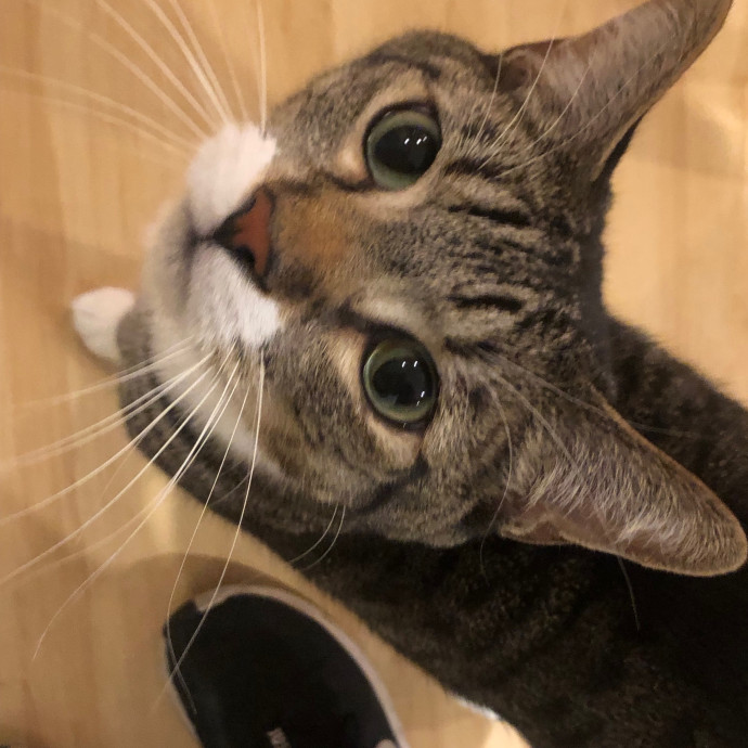 Jac's Cat Sitting