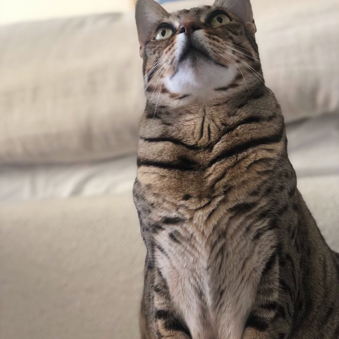 Jac's Cat Sitting