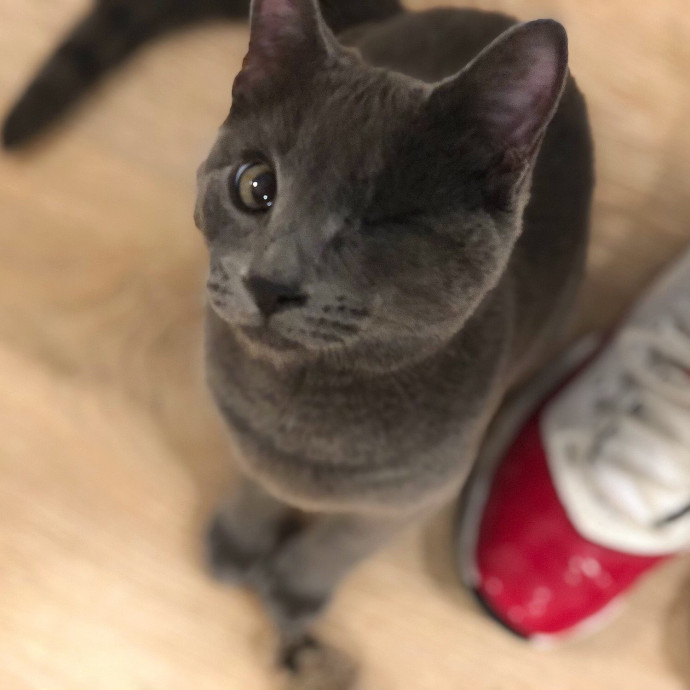 Jac's Cat Sitting