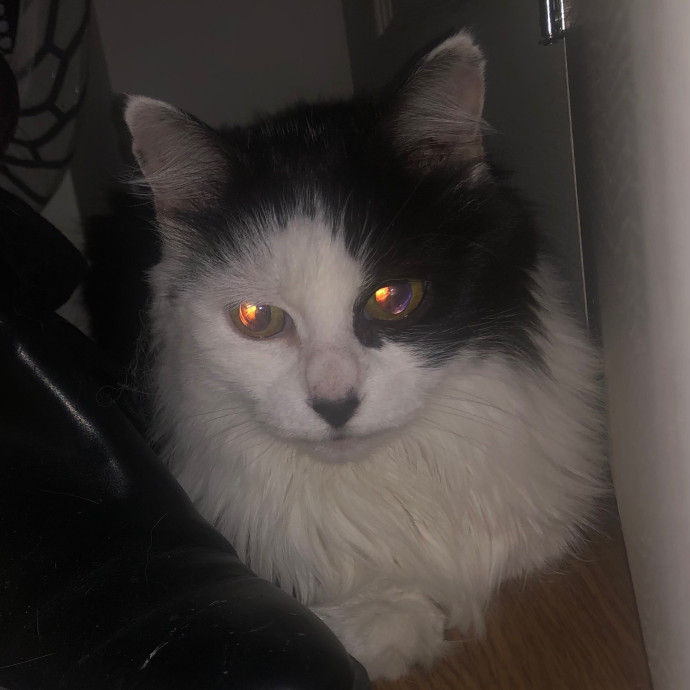 Jac's Cat Sitting