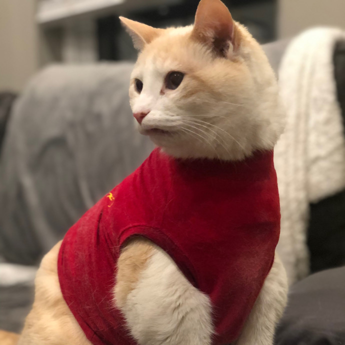 Jac's Cat Sitting