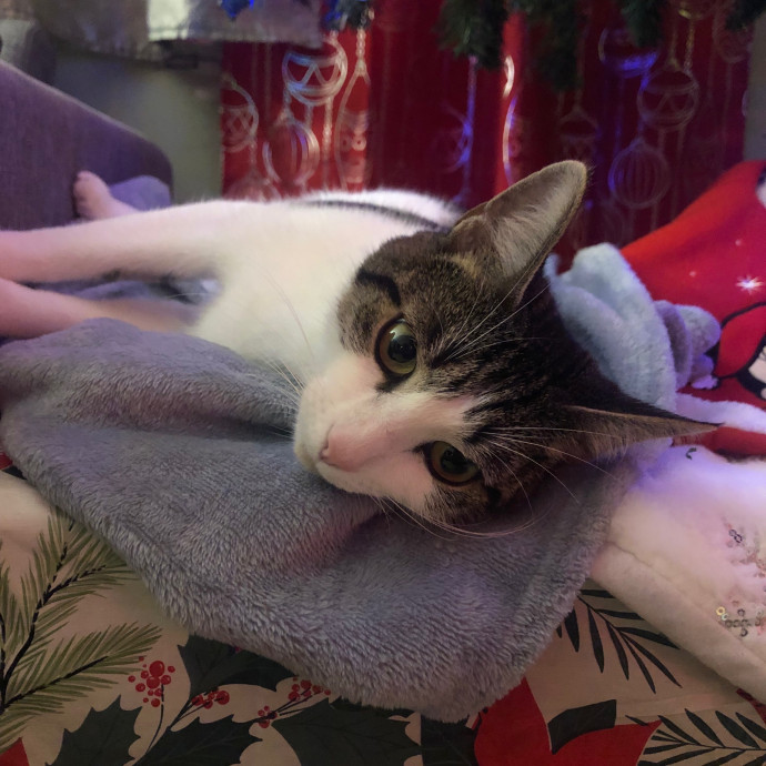 Jac's Cat Sitting