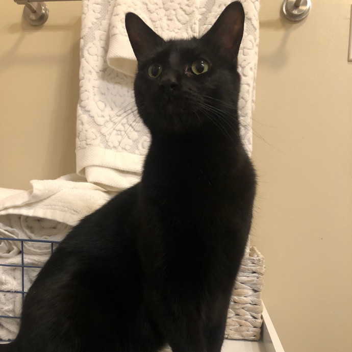 Jac's Cat Sitting