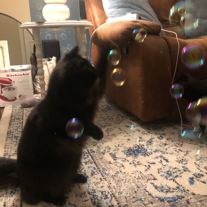 Jac's Cat Sitting