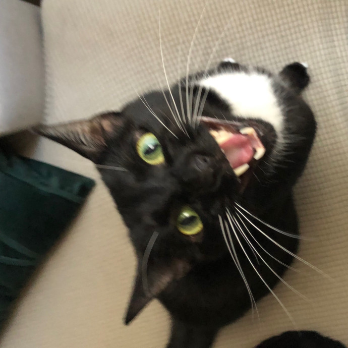 Jac's Cat Sitting