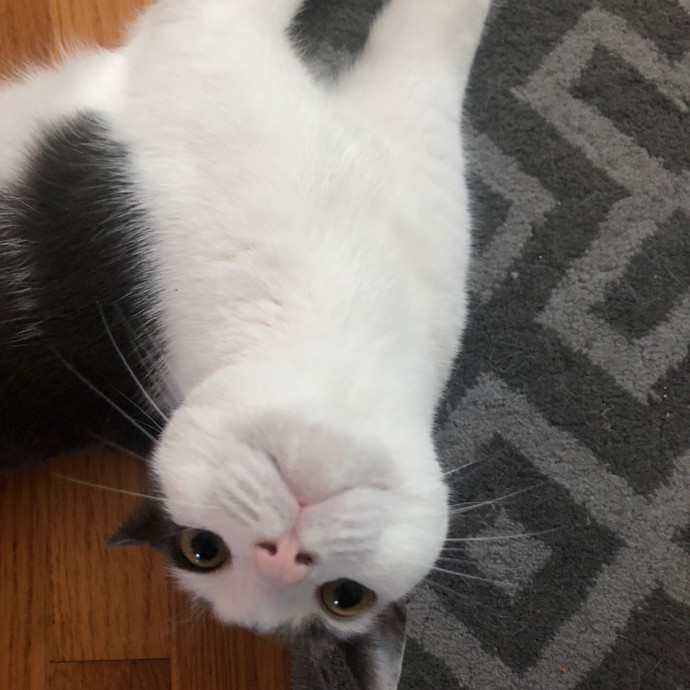Jac's Cat Sitting