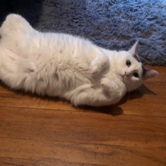 Jac's Cat Sitting