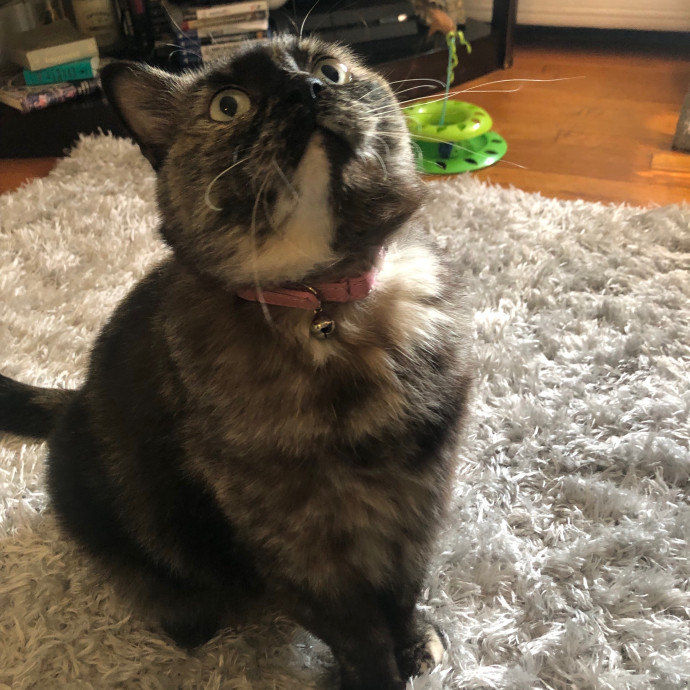 Jac's Cat Sitting