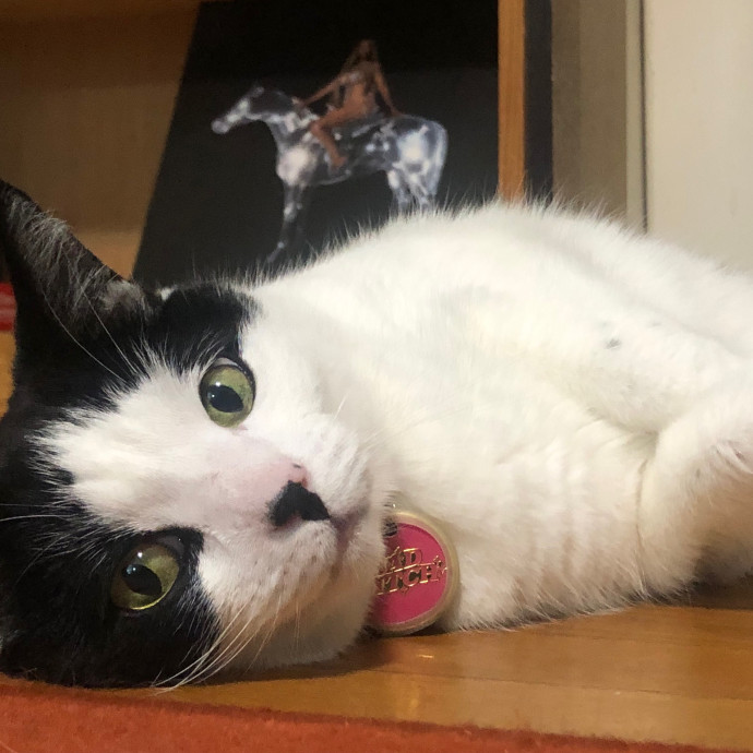 Jac's Cat Sitting