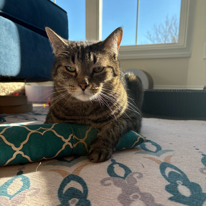 Jac's Cat Sitting photo 3