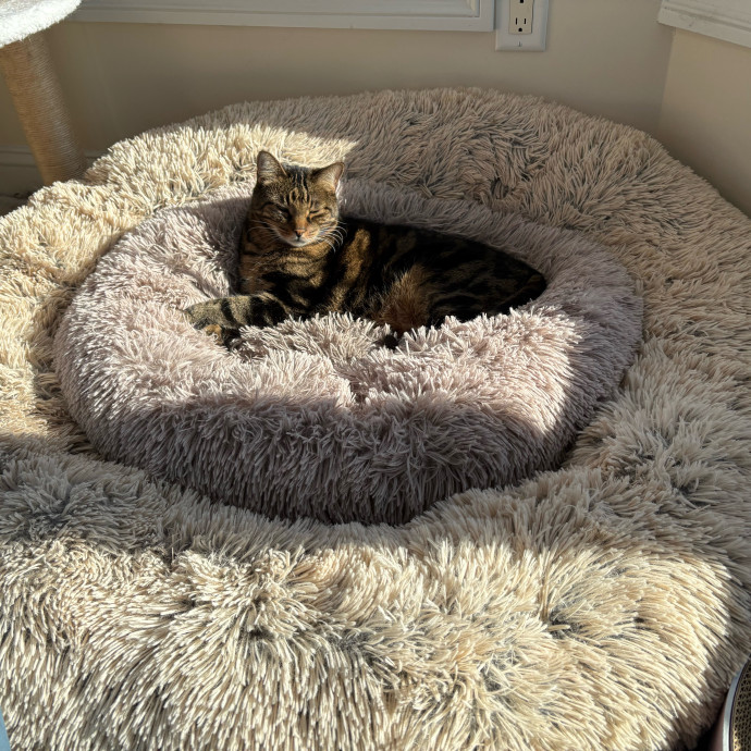 Jac's Cat Sitting photo 2